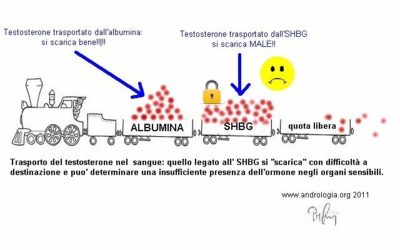 IL TESTOSTERONE BIODISPONIBILE (ovverosia come misurare correttamente il Testosterone) 