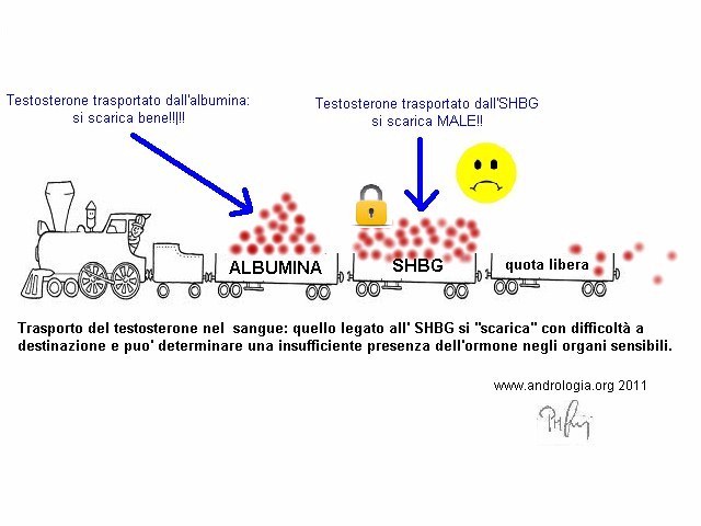 IL TESTOSTERONE BIODISPONIBILE (ovverosia come misurare correttamente il Testosterone) 