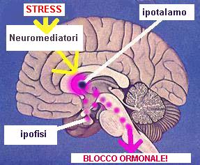 Stress e Sessualità Maschile